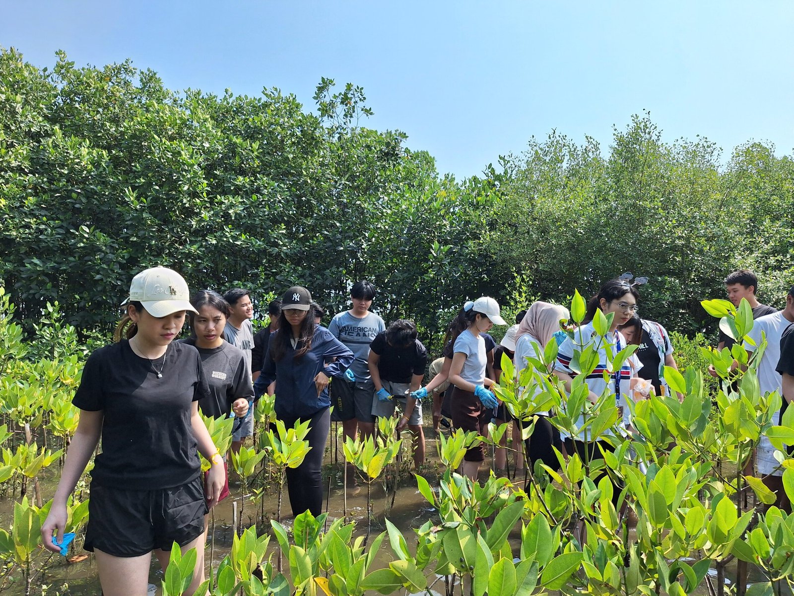 Teach for Indonesia Student Community BINUS Tanam 400 Bibit Mangrove di Pantai Tirang