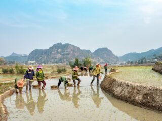 Petani Perlu Asuransi, AUTP Jadi Perlindungan Saat Gagal Panen