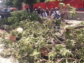 Pohon Tumbang di Pandanaran, Pemkot Semarang Evaluasi Pemeliharaan Pohon